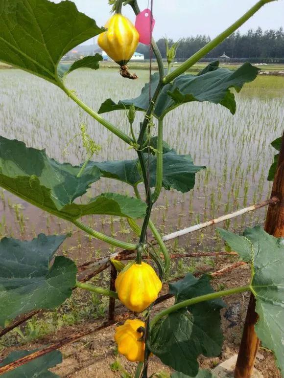 观赏茄|阳台种盆菜，比花还好看，结果还能吃，别提多美了