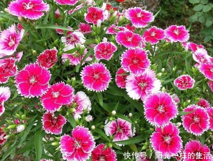 朱瑾花|适合冬天养护的4种花,花朵硕大花量大,美轮美奂