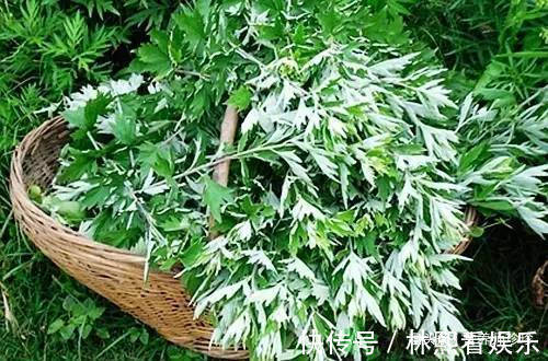 中药材|农村常见的3种野草，人称“女人草”，女人常吃身体好，早知早好