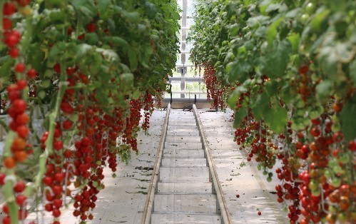 心脑血管|水果是糖尿病患者的禁忌其实不然,这5种水果可以放心吃!