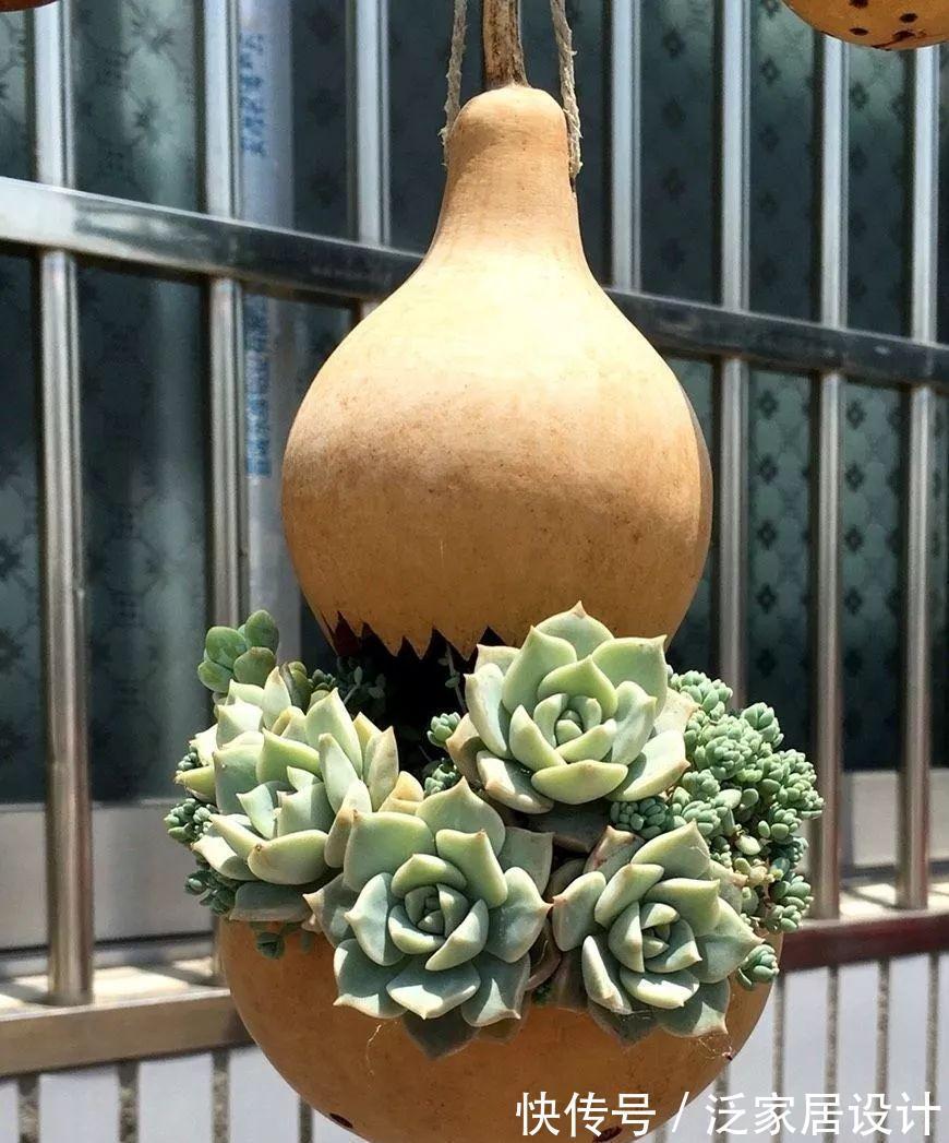 叶插|用葫芦种多肉，一养就是三年，邻居给钱都不卖