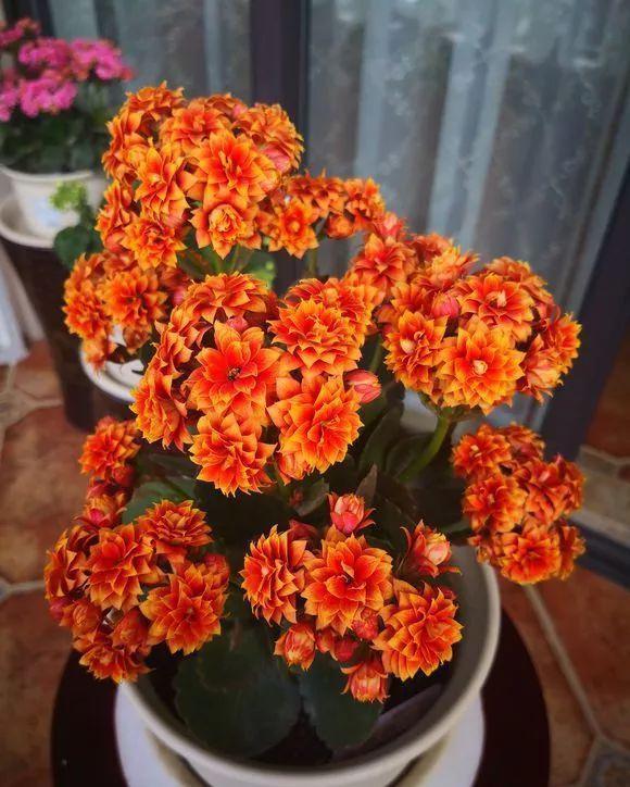 四种皮实花，观赏价值高，还寓意吉祥，能净化空气，值得拥有