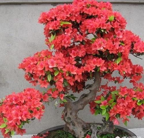 杜鹃花如何养？