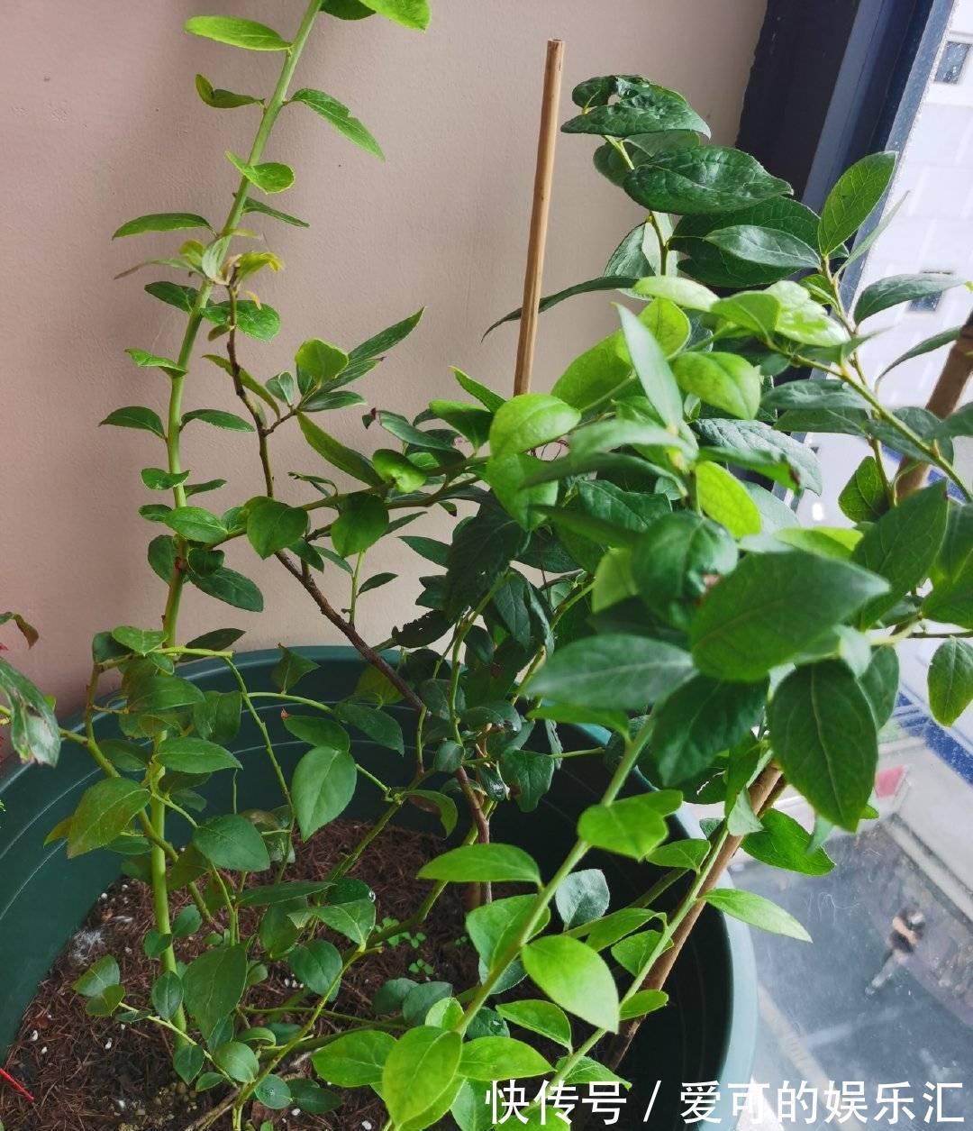 果子|阳台养花也种果,3种水果可盆栽,果子多、味道好、养护简单