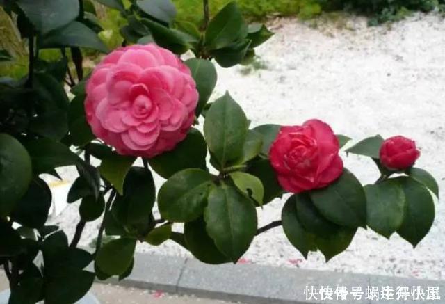 多肉|扦插的5个错误操作,不是难生根,是你做错了,扦插其实很简单