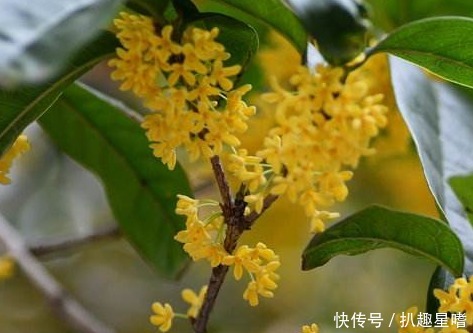 一般老百姓家自己种植的桂花树,他到底几年可以开花呢?