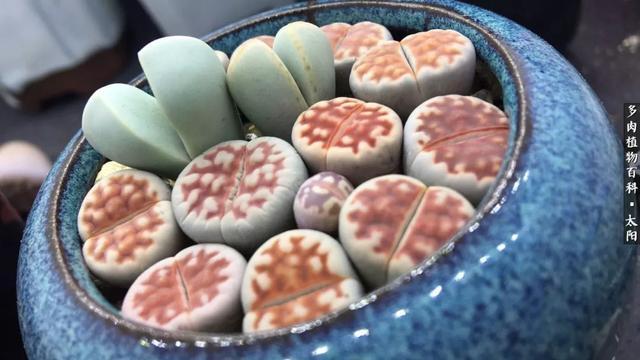 会开花的“石头”番杏科多肉植物“生石花”的养护心得!