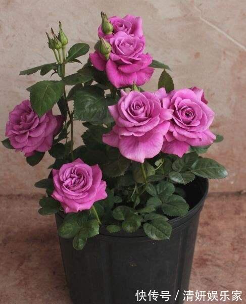 枝条|月季花“扦插后”慎浇水,成活率高10倍,10天长白根,一棵变20棵