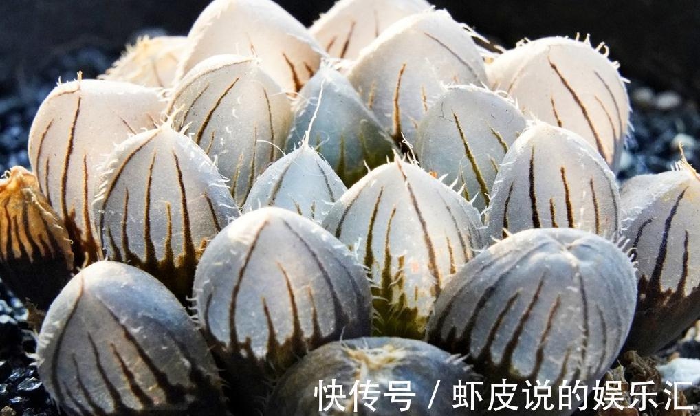 多肉植物拼盆危害很大,不了解它们就拼盆,来看看拼盆会怎么样