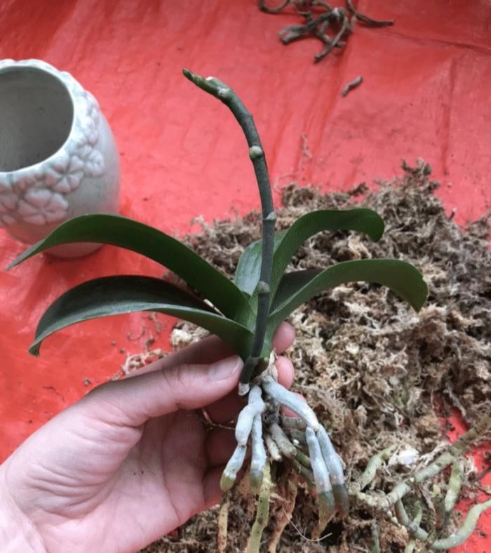 树根|5种花不用土,掰一块木板子来养花,跟着养护专家学起来!