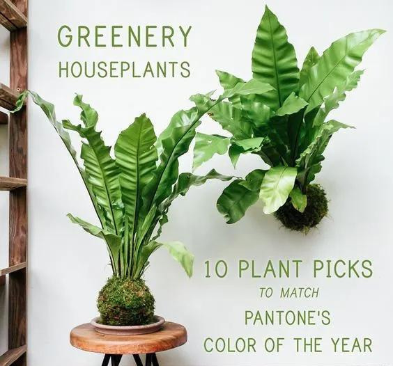 室内绿植种花不用盆，揉一个小球吊起来就让家里美翻