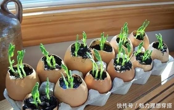 菜园|在家打造小菜园,妈妈们不用买菜啦