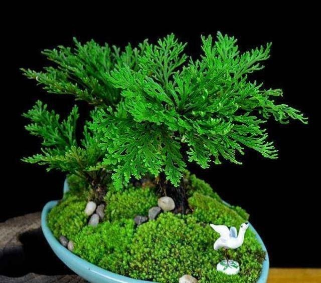 青苔|马路边常见“3种草”,养花盆里变“盆景”,好看又值钱!