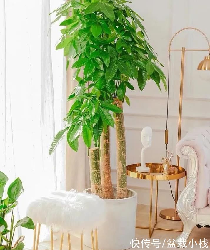 植物|建议大家:客厅里摆放4种花卉,比装挂画实用,养眼且大气