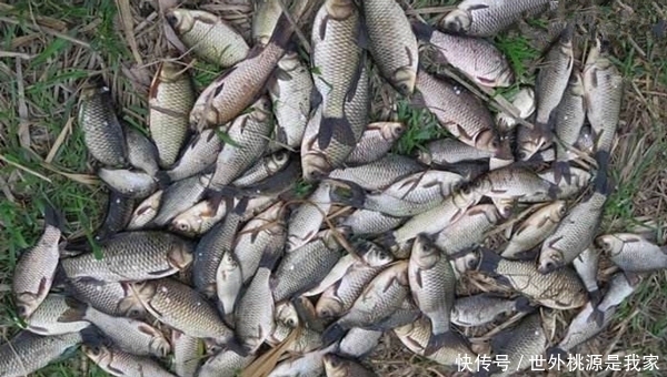 阴天|冬季钓鲫鱼,天气选择是根本,这些天气鱼开口好,渔获更有保证