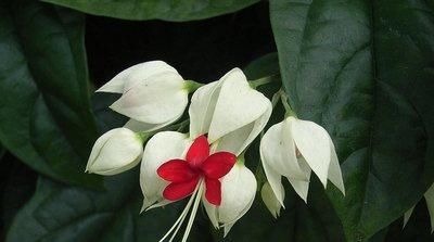 花开很漂亮,既是花卉,也是药,若在山里发现,便是福气,请重视