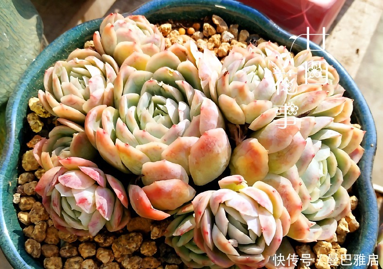 9种多肉小巧精致,易出状态爱群生,浓妆淡抹总相宜,适合女生