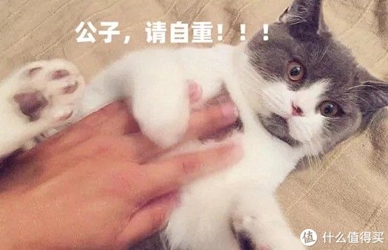 舒达|床垫揭秘：3000爆款和5000美国大牌，舒达丝涟金可儿雅兰喜临门慕思蓝盒子……6大品牌哪家强?