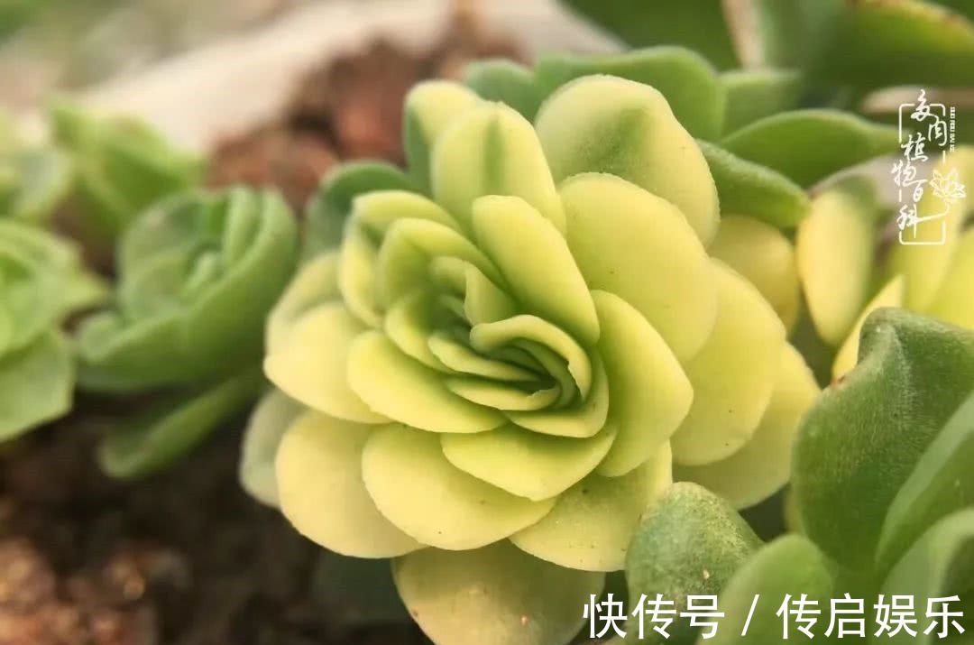 科普“山地玫瑰锦”万中无一,仙气缭绕!附养护知识!