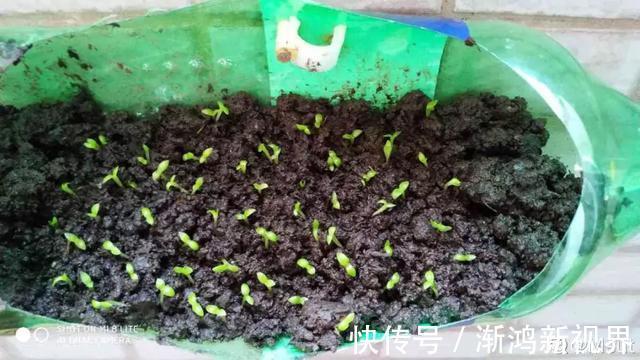 多汁|育火龙果热潮又来了,盆越浅,水越少,长越快,开花结果越多!