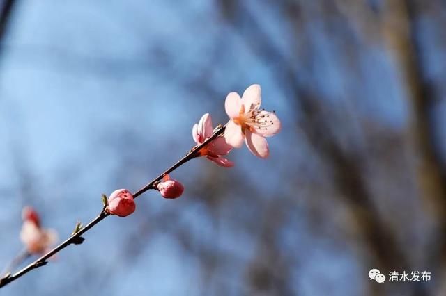 早春花枝俏，清水桃花朵朵开