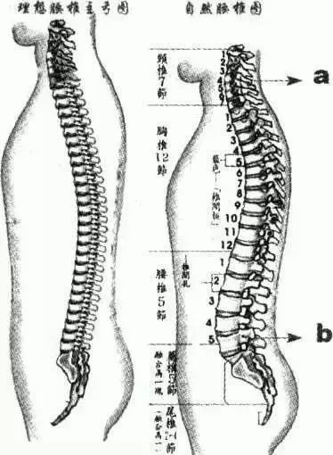 主宰|不传之秘的松腰之术！许多练太极的人并不清楚