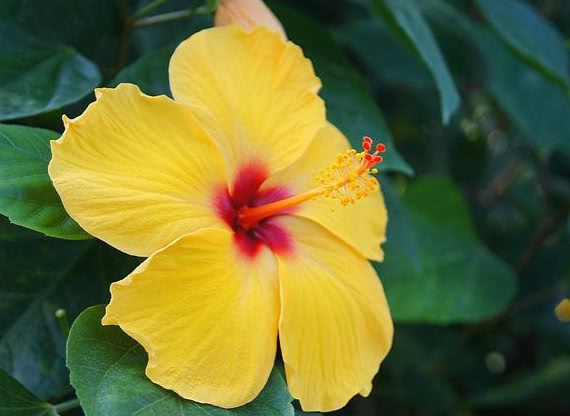 养花就选3种花,不怕热、不怕冷,开花漂亮花期长,轻松养爆盆!