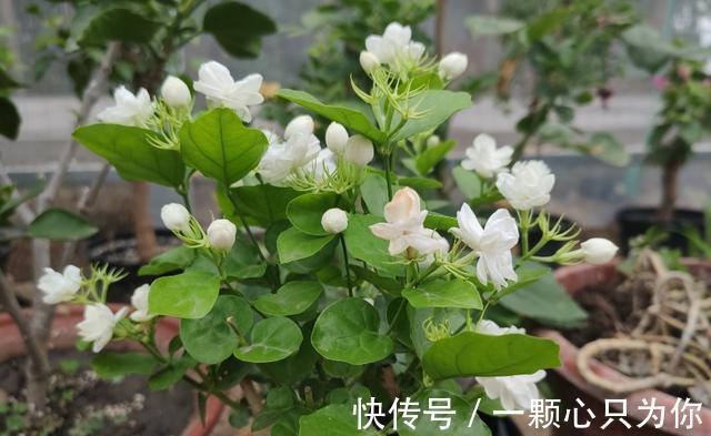 养花试试这款,开花时的香味,真的很醉人