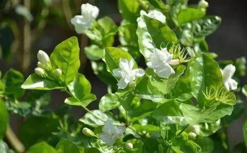 3种花就是醋坛子,浇水加几滴,叶子油绿发亮