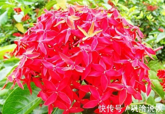 阳台养这三种“懒人花”,扔上面不用管让它自己晒太阳,花爆满盆