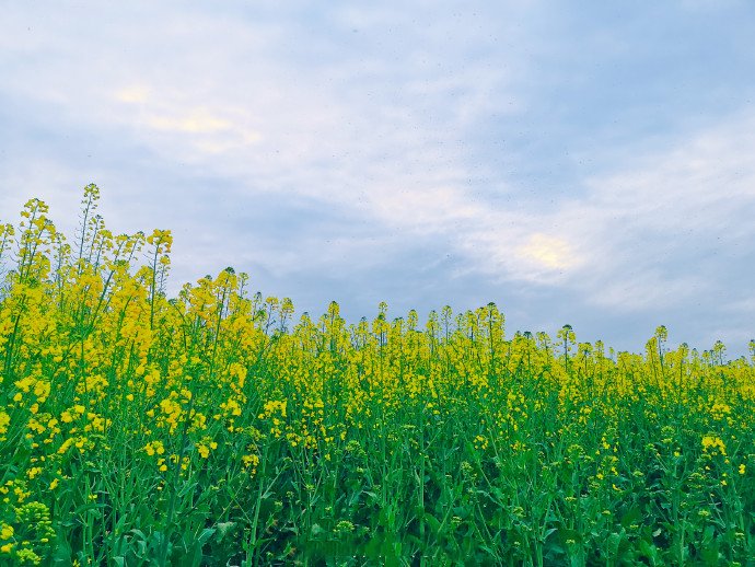 成都油菜花“千岛湖”，在这里……