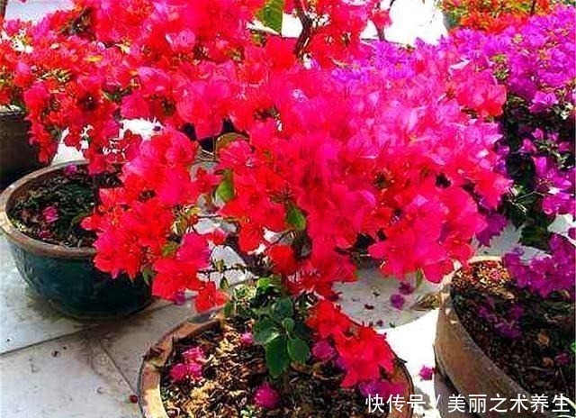 三角梅|想让三角梅爆炸式开花,夏天多做4件事,花朵多得压弯枝头!