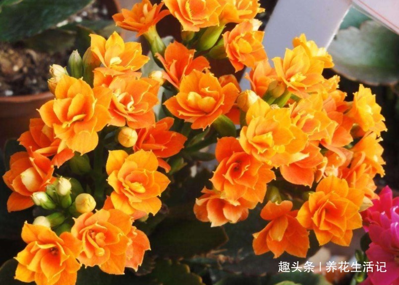 新买的长寿花，养护要把“4点”做好，枝叶翠绿茂盛，花朵数量多