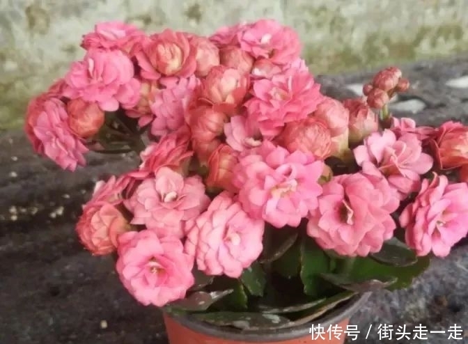 45种长寿花,个个都美爆了,你家养了多少种?