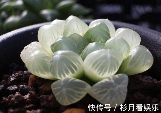 媳妇养多肉有个性，给盆栽套上可乐瓶，结果全家都被下了禁令