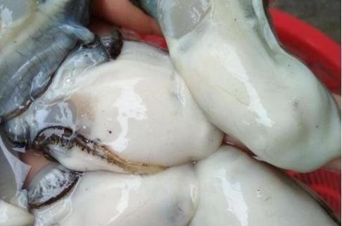 闭壳肌干制|提醒中老年花生瓜子要少吃，多吃这几物， 胜过天天去跑步