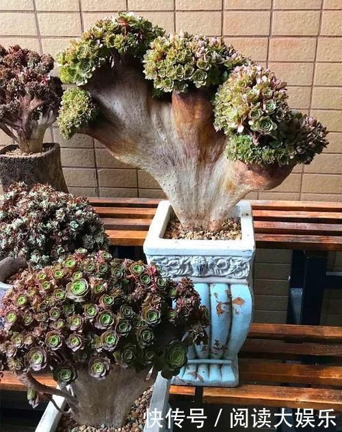 境界|养肉的最高境界,多肉都缀化了,长成了小树桩,像极了孔雀开屏