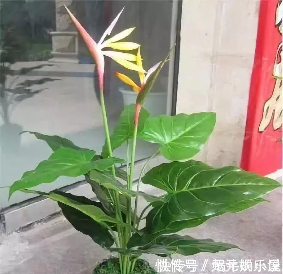 二氧化碳|家里养这12种“吸毒”绿植,净化空气,老人小孩少生病