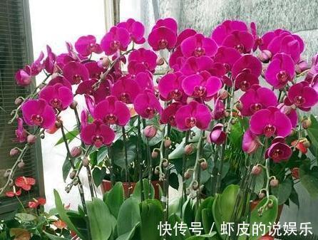 11月逛花市,看到4种花抓紧买,学会这样养,春节能开花爆盆