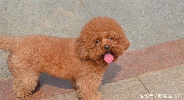 特别|5种最“败家”的狗，一般人养不起，敢养的都是“土豪”！