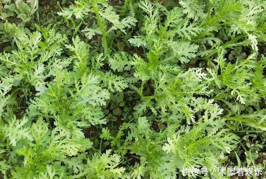 种茼蒿，采收时连根拔起教你1个技巧，茼蒿摘完一茬又一茬