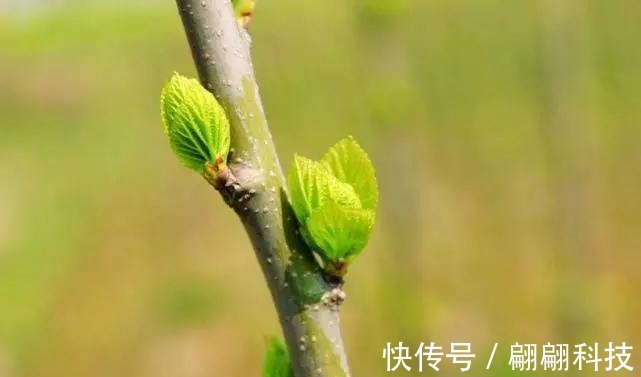 母鸡|有一种树枝,是颈椎病“死敌”!这就是中国人的智慧