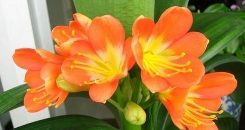 养君子兰,教你一招,侧芽蹭蹭长,叶片挺拔如折扇!