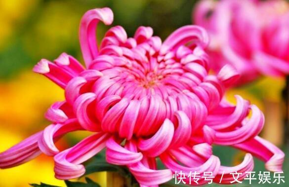 喜欢菊花，不如养盆“菊中珍品”，美丽妖娆，优雅大气