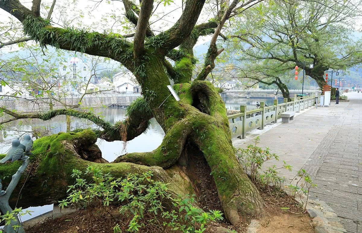 大堰风云，县溪风景，中国驻印尼首任大使的悲惨人生