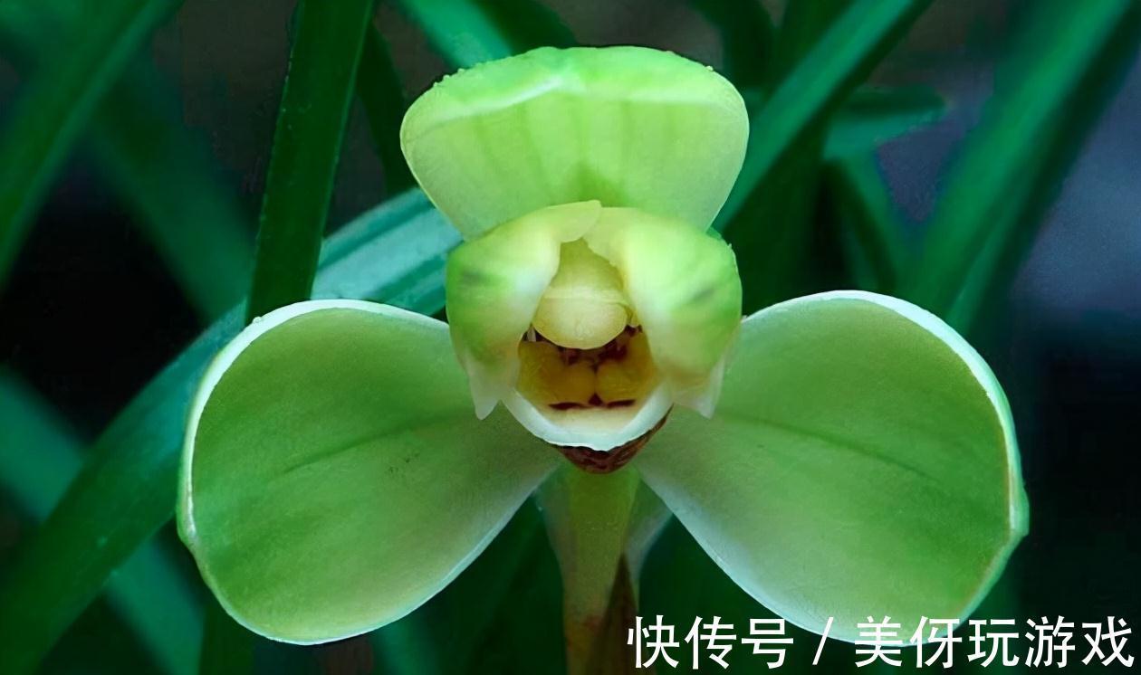 兰花瓣型详细解说，快来瞧瞧您养的兰花是什么瓣型吧