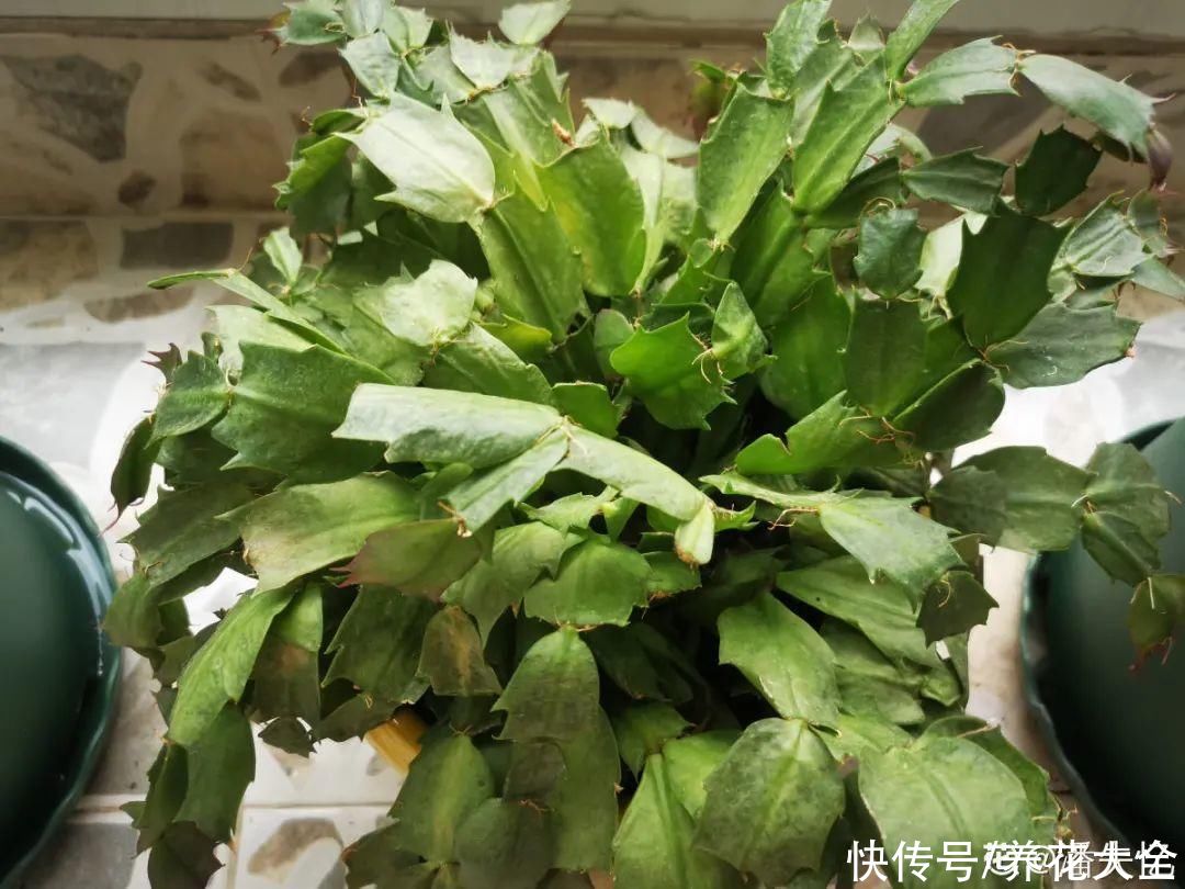 10种花要控水，天热反而不能浇，一浇水就死