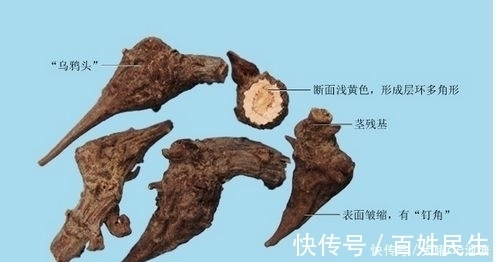 苍耳子|是药三分毒,泡药酒更要谨慎,医生提醒:4种药材严禁泡酒!