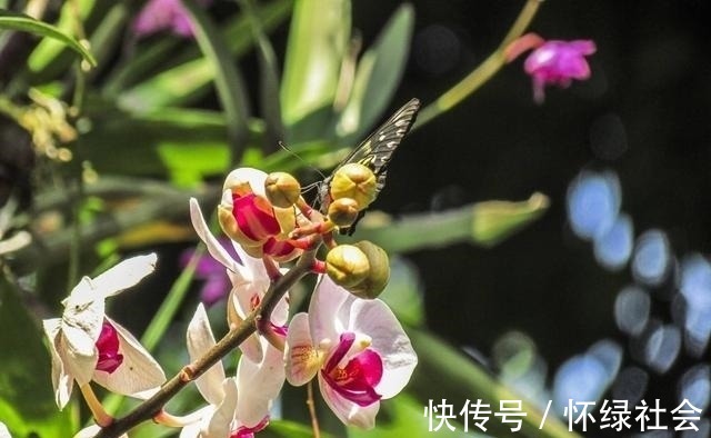 兰花常常养出“馒头堆”,这种造型好处多,预防病虫,花苞冒得多