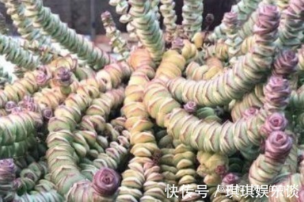 有钱人家都养这几种花，招财纳福，怪不得那么有钱，看着都心动